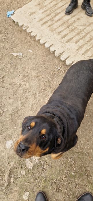 Donez/ Dau spre adopție 3 câini