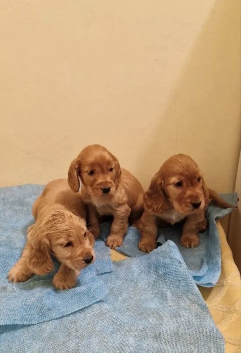 Cocker Spaniel !