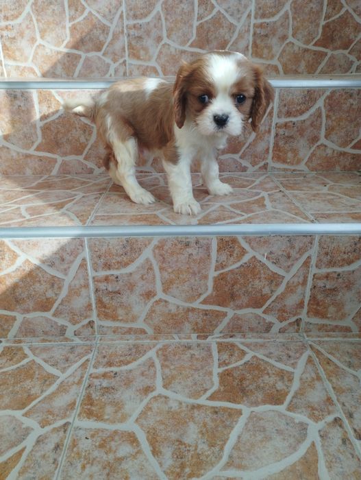 Кавалер Кинг Чарлз Шпаньол.