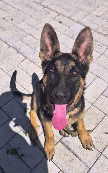 Дрессировка собак