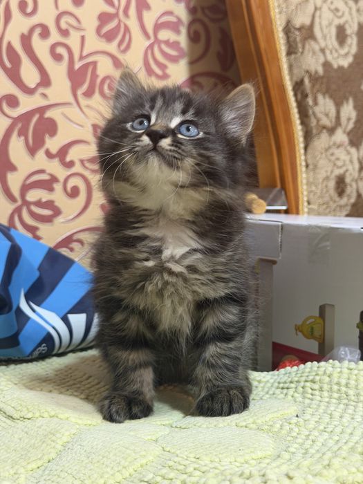 Сибирские котята