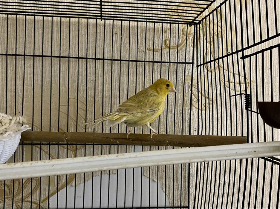 Продаются готовые самки канарейки