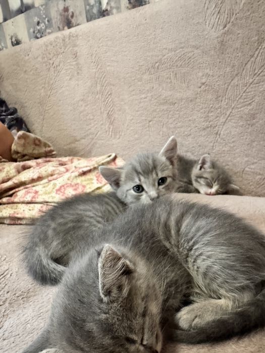 Отдам котят в добрые руки