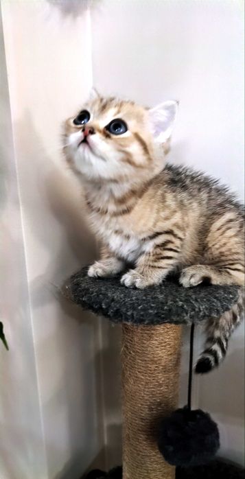 Британская золотая шиншила котята