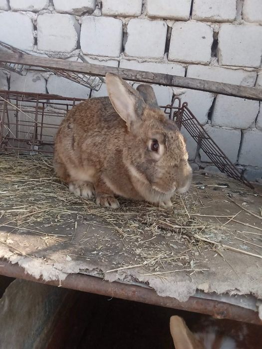 зайци и мисирки  Домашни екологични зайци и мисирки