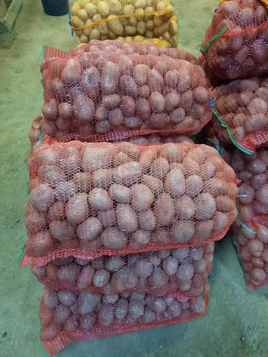 Cartofi de consum si samântă