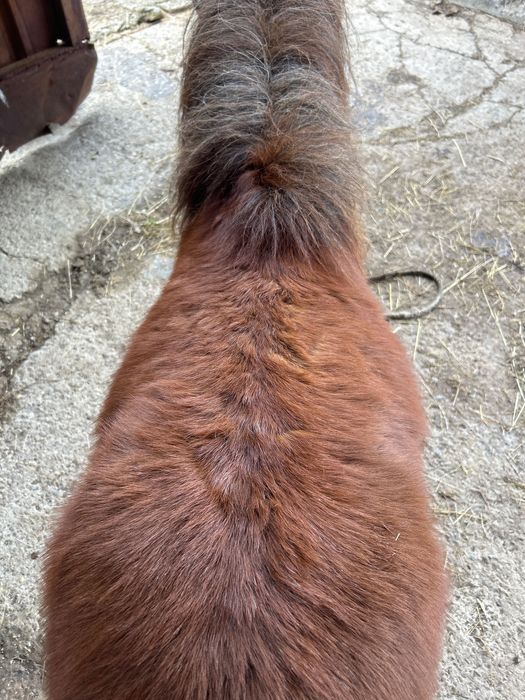 Ponei armăsar de vânzare