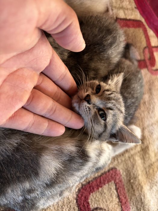 котята пародистые девочки