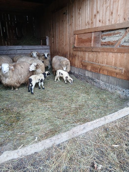 Vând trei oi la prima fătare