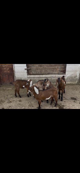 Tapi anglonubieni rasa pura