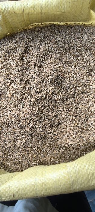 Gazoʻn urugʻ sotiladi 5 toʻnna bor narxi 10000 min