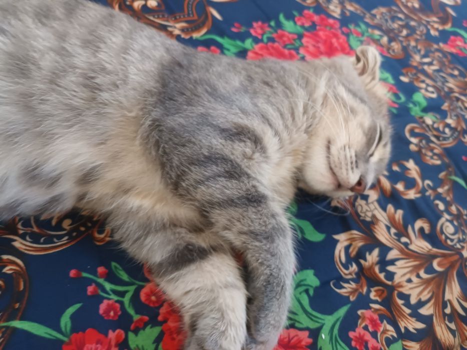 Scottish Fold qiz bola