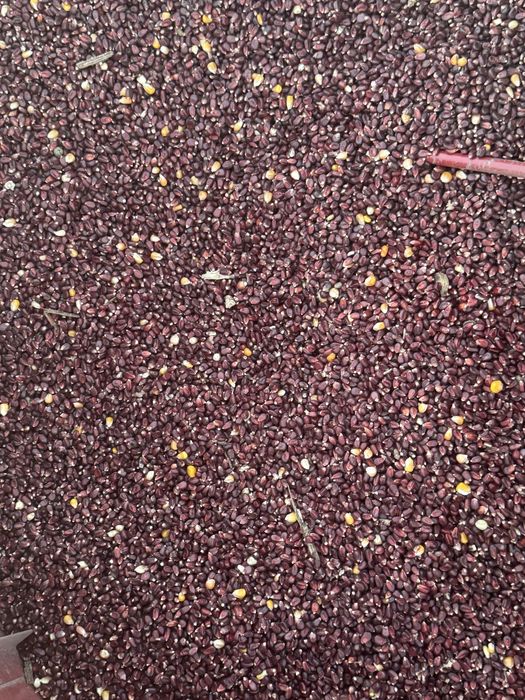 Porumb rosu pentru porumbei