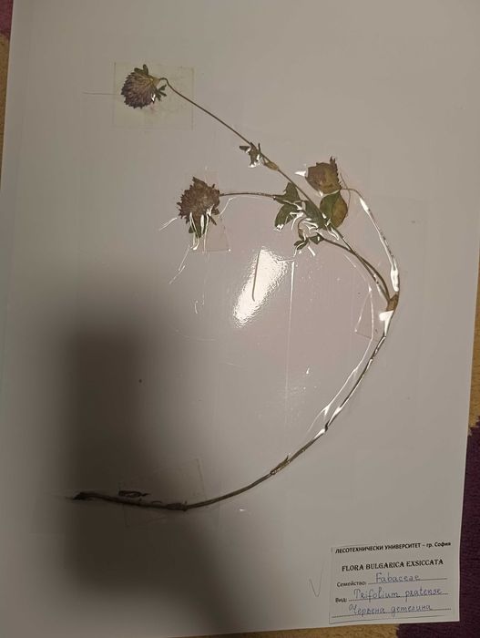 Хербарий за ЛТУ - 98 БРОЯ