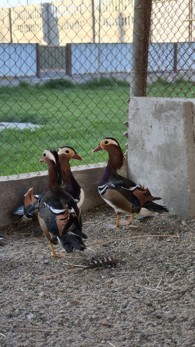 Утки мандоринки.