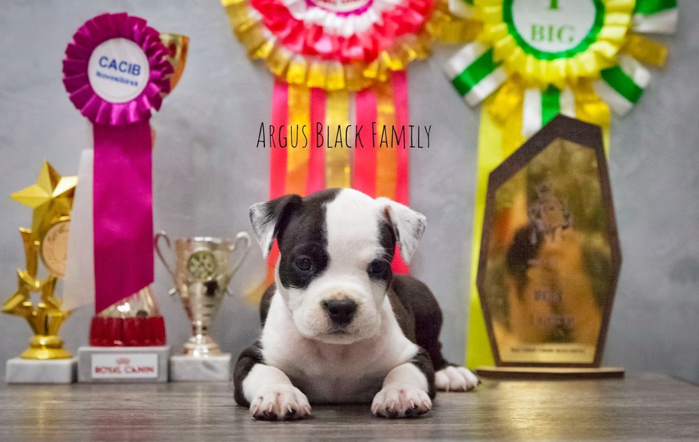 Щенки Американский стаффордширский терьер стаффорд