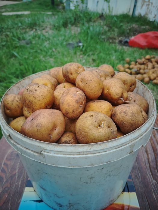 Домашняя сменная картошка
