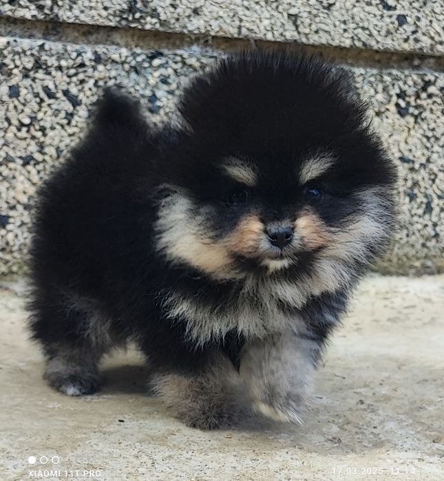 Померан померанче