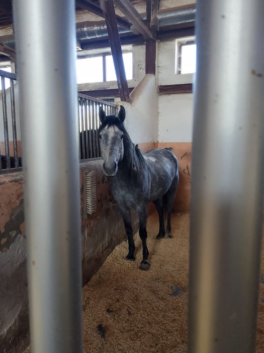 Жеребец для езды