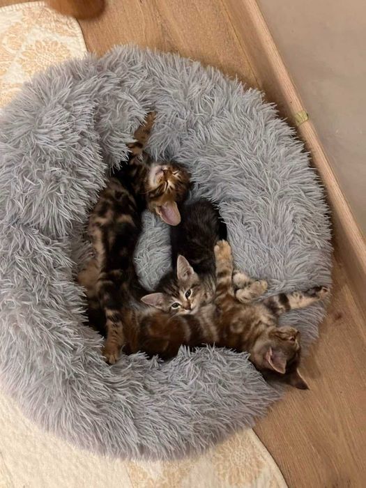 Котята Мейн Куны - смесь