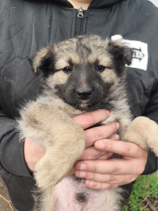 Щенок мальчик пёс собака ищет дом