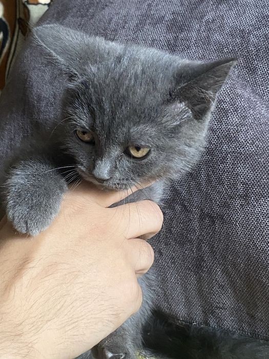 Британец, британский котенок