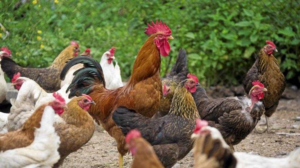 Хонаки тухумлар  сотилади