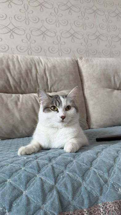 Отдам даром кота