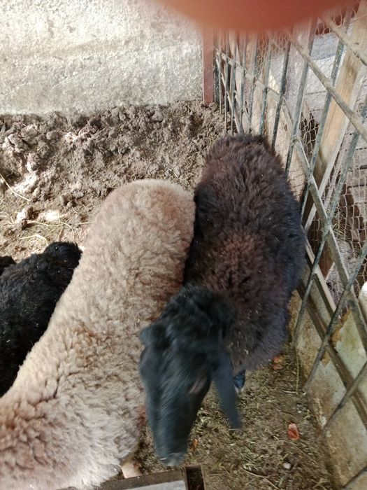 Эркек козылар 7шт