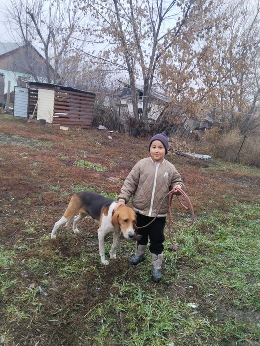 Продам щенка русской пегой гончей