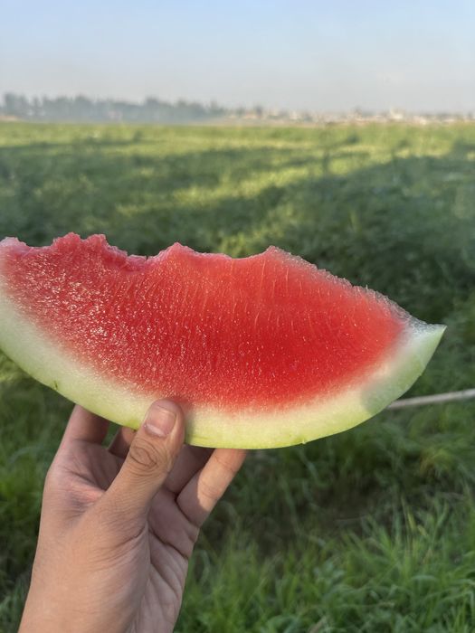 Продажа Оптом Арбузы из Ташкента
