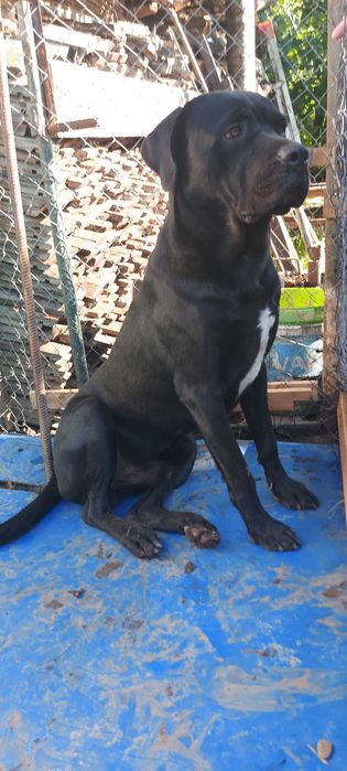 Donez caine de rasa