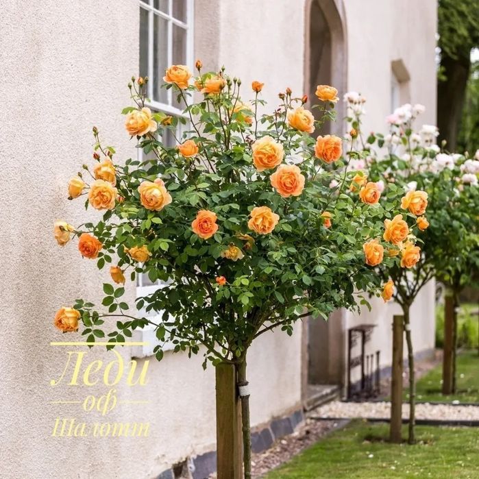 Shtampviy roʻza shoxona atirgul