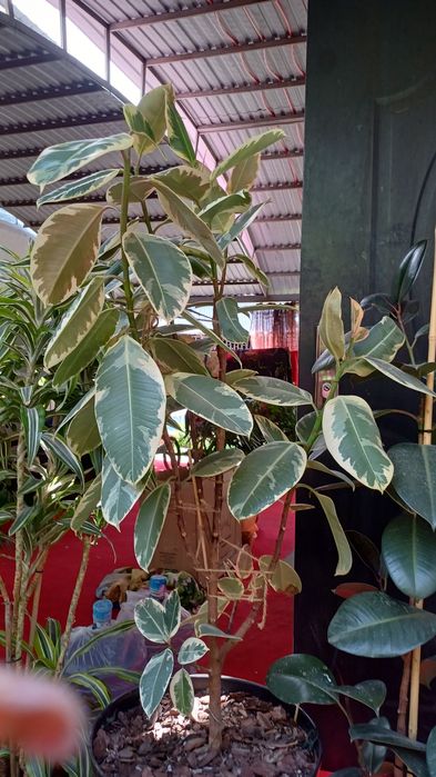 Цветы комнатные растения