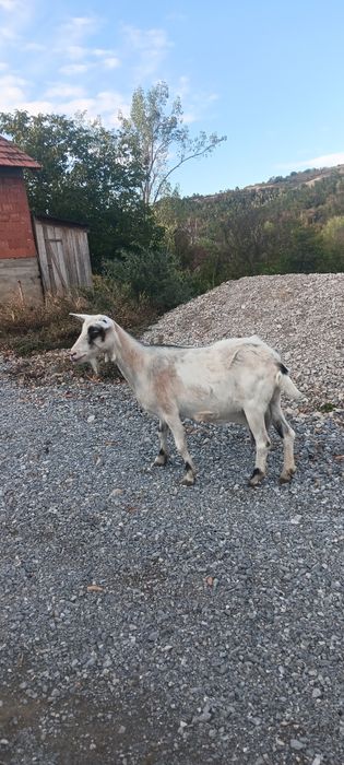 Vând o capră românească