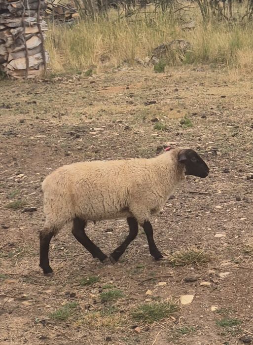 Berbec hibrid  suffolk