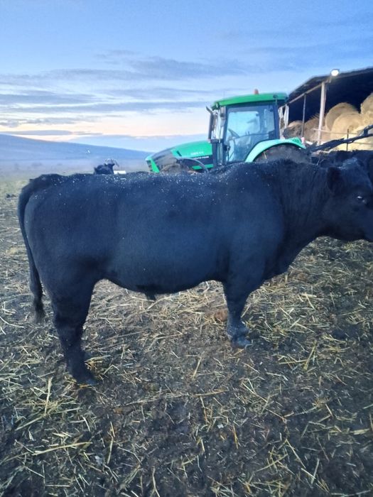 Vand taur din rasa Aberdeen Angus, 100% rasa pura.