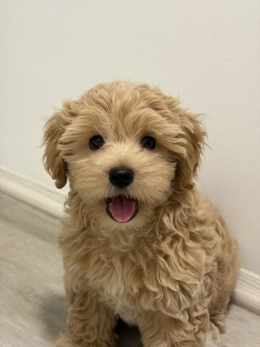 Puiuți maltipoo roșcatei