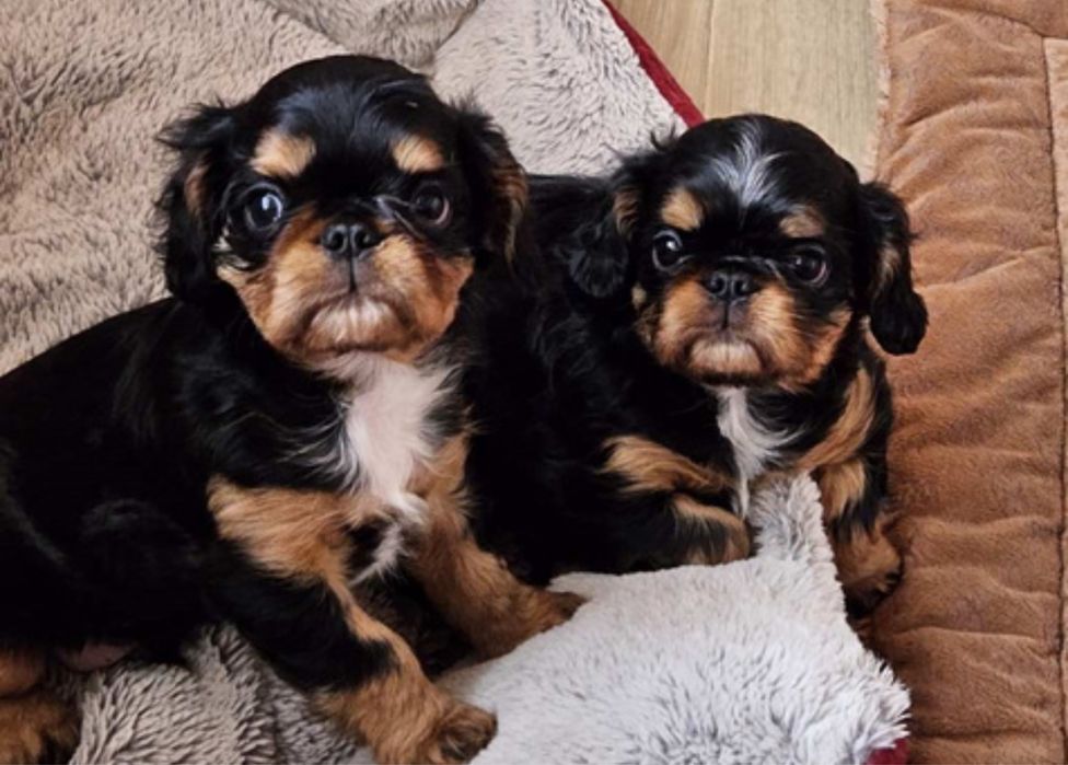 Кинг Чарльз спаниель щенки