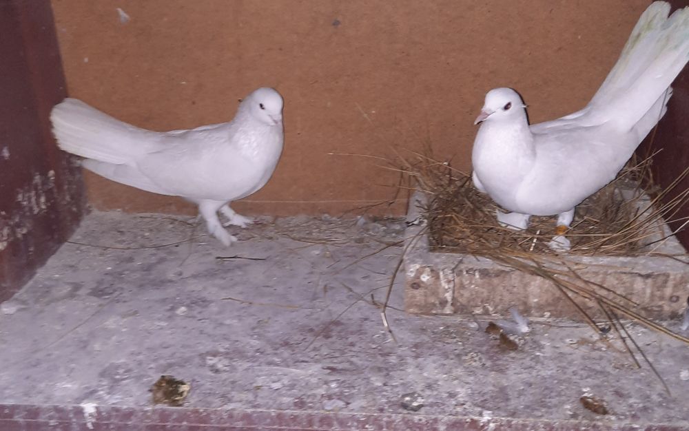 Птица голубы широкохвости