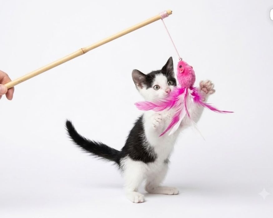 Котёнок 2 мес, девочка