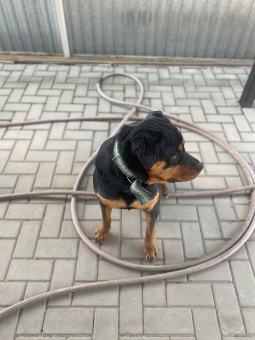 Продам ротвейлера