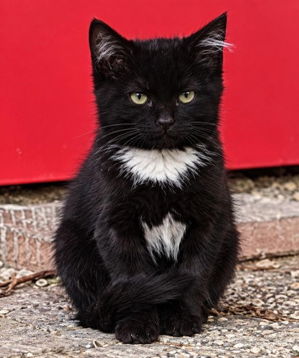 Котенок ищет дом