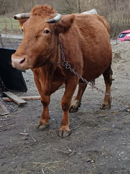 De vânzare vacă gestantă