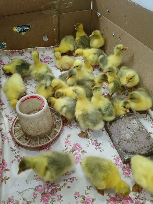 Қаздың балапанын сатамын