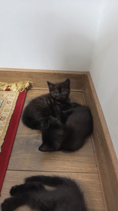 Милые британские котята ищут уютный дом!