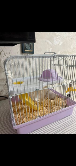 сирийский хомяк самка