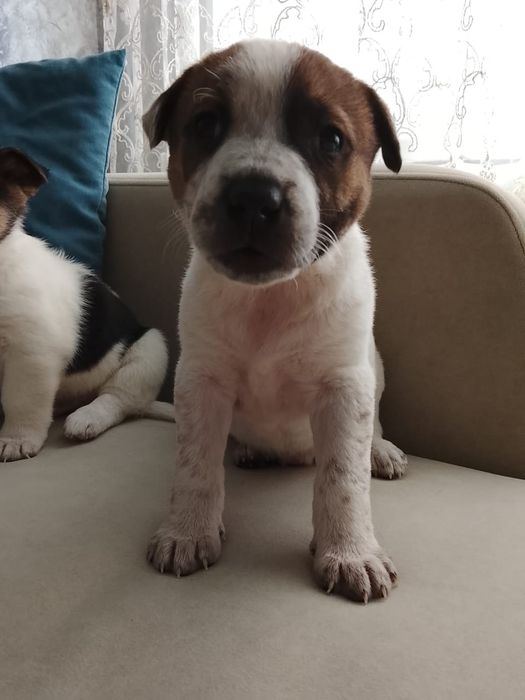 Щенятки ждут любящих хозяев