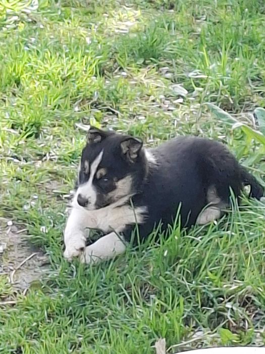 Щенок Хаски, девочка