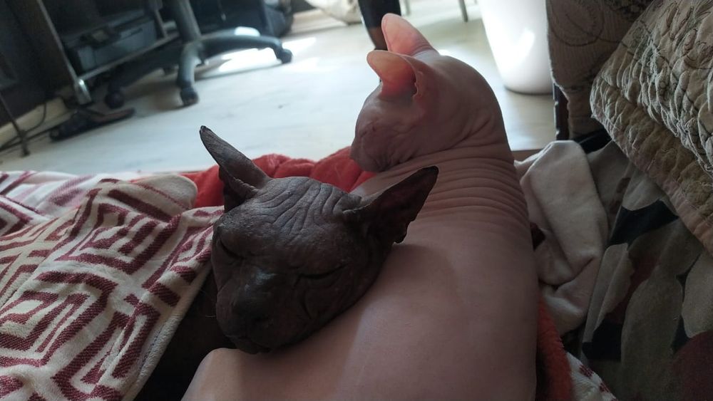 Донской Сфинкс вязка